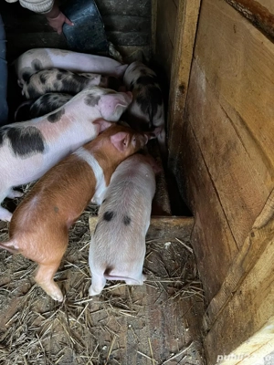 4 porci de vanzare 