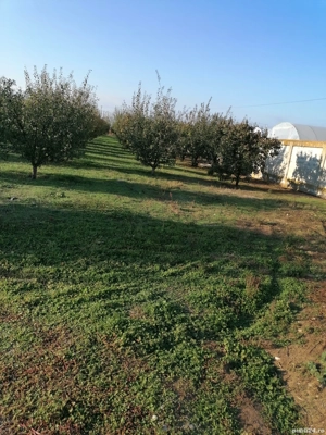 Teren pt casa și livada