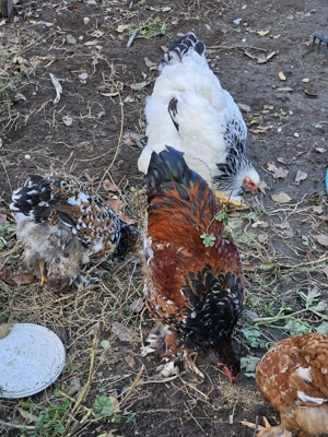 Brahma HD si Portelan