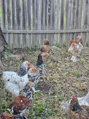 Brahma HD si Portelan - imagine 3