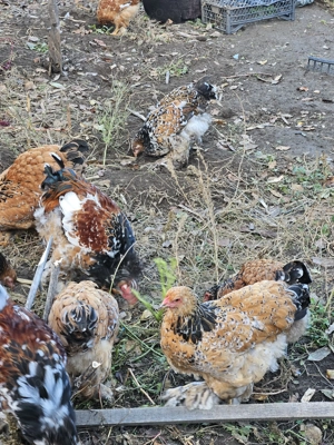 Brahma HD si Portelan - imagine 2