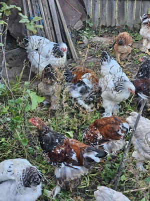 Brahma HD si Portelan - imagine 4