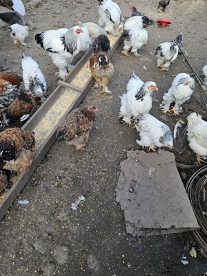 Brahma HD si Portelan - imagine 5