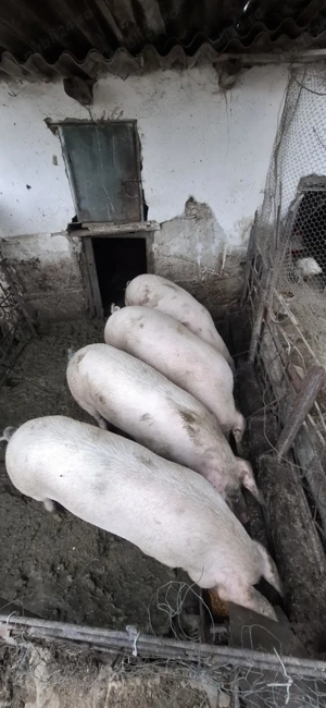 Porci de vanzare de casa