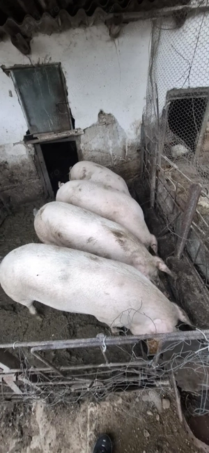Porci de vanzare de casa - imagine 2 Porci de vanzare de casa - imagine 2