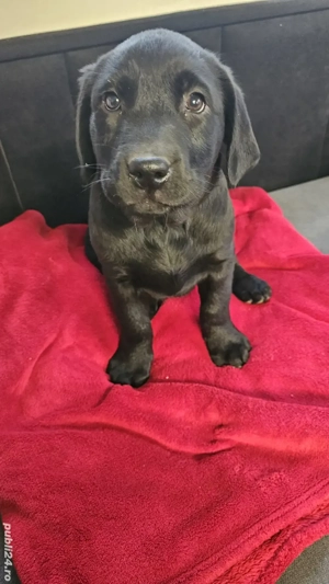 Labrador Retriever Pedigree tip A