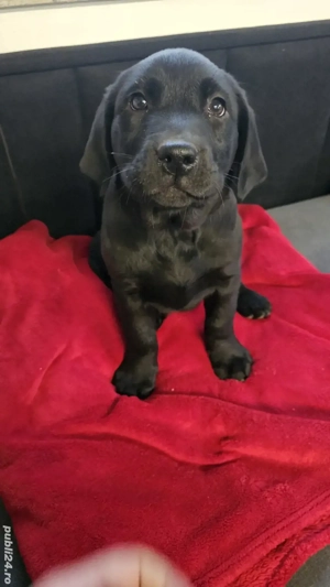 Labrador Retriever Pedigree tip A - imagine 3