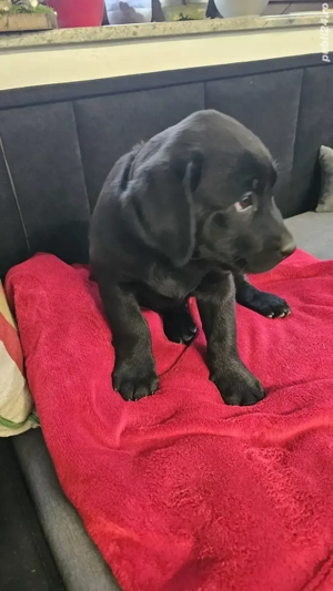 Labrador Retriever Pedigree tip A - imagine 2