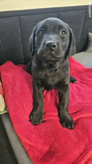 Labrador Retriever Pedigree tip A - imagine 4