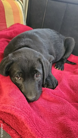 Labrador Retriever Pedigree tip A - imagine 5