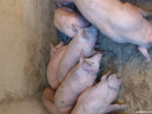 vând porci. 10 lei kg  - imagine 2 vând porci. 10 lei kg  - imagine 2