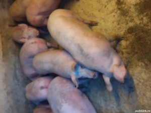 vând porci de carne diferite mărimi 
