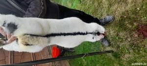 Iepure carcasă  - imagine 2