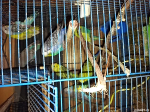 de vanzare peruei - imagine 5