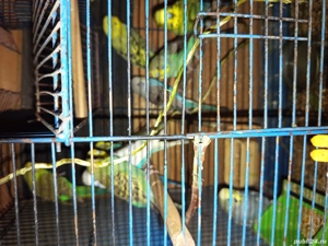 de vanzare peruei - imagine 2