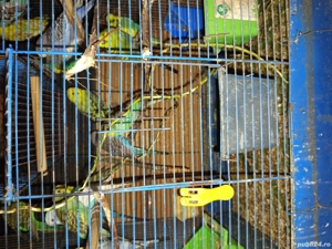 de vanzare peruei - imagine 4