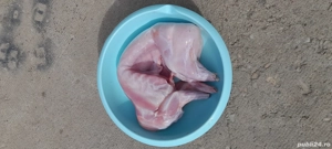 Iepure carcasă  - imagine 3