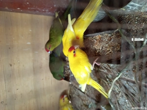 papagal capra  - imagine 4 papagal capra  - imagine 4