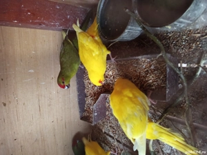 papagal capra  - imagine 3 papagal capra  - imagine 3