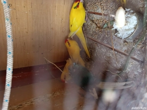 papagal capra  - imagine 5 papagal capra  - imagine 5