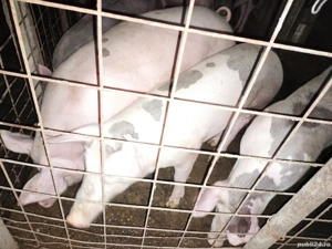 Purcei de carne landras 