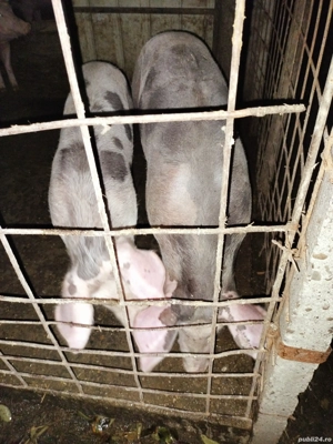 Purcei de carne landras  - imagine 2