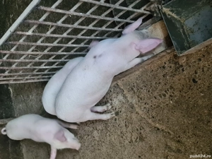Purcei de rasă  - imagine 2