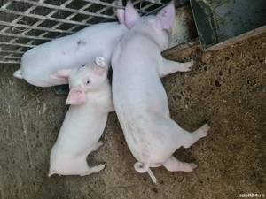 Purcei de rasă  - imagine 3