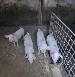 Purcei de rasă  - imagine 5