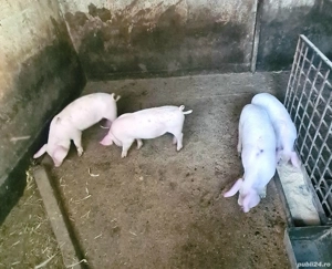 Purcei de rasă  - imagine 4