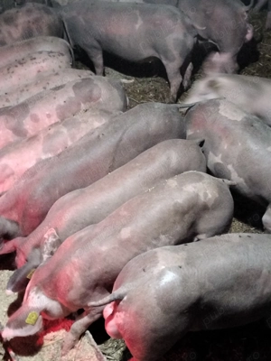 Purcei pietrain Belgian 