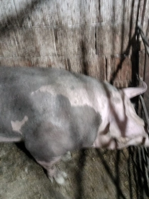 Purcei pietrain Belgian  - imagine 2