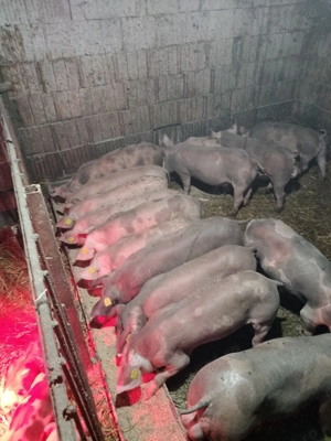 Purcei pietrain Belgian  - imagine 3