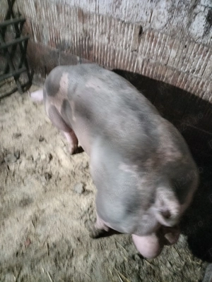 Purcei pietrain Belgian  - imagine 4