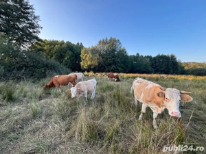 Vând turmă de 62 vaci, juninci și viței