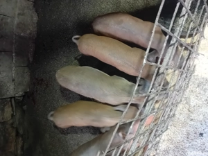 vând purcei  - imagine 2