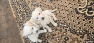 cățeii labrador deparazitati mai multe detalii la tel 