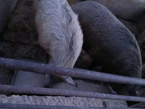 Vând 2 Porci  mangalita