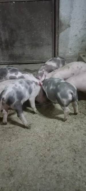 Vând Purcei Castrați Deparazitați Turnu Magurele