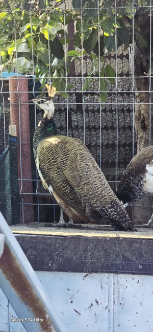 Păuni standard și umăr negru