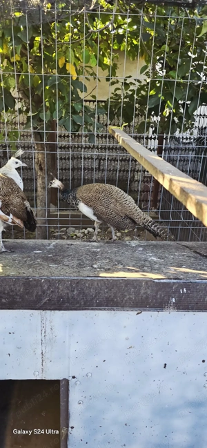 Păuni standard și umăr negru - imagine 2