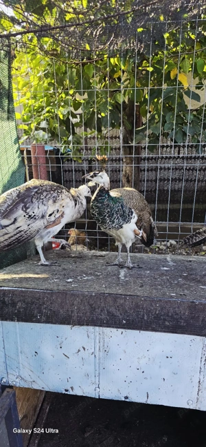 Păuni standard și umăr negru - imagine 3