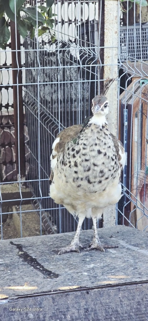 Păuni standard și umăr negru - imagine 4