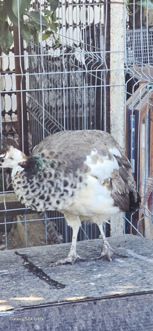 Păuni standard și umăr negru - imagine 5