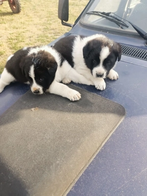 Când 2 căței ciobănesc mioritic