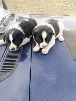 Când 2 căței ciobănesc mioritic - imagine 3