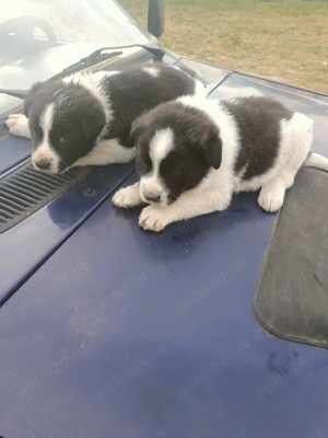 Când 2 căței ciobănesc mioritic - imagine 2