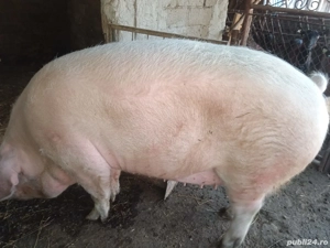 Vand purcea  - imagine 2