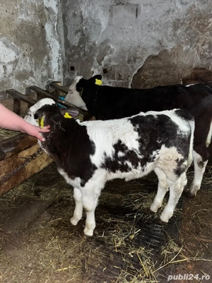 De vanzare vaca +vitea  - imagine 2 De vanzare vaca +vitea  - imagine 2