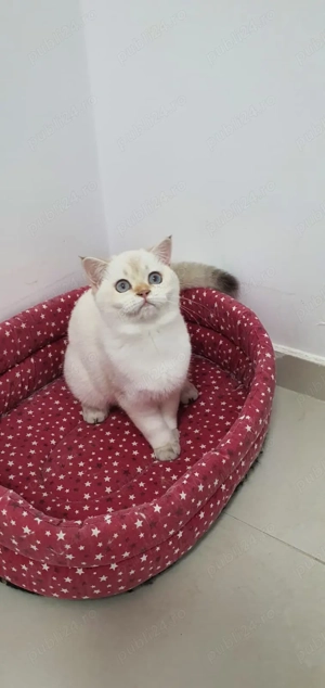 Adoptie pisica british sterilizata!